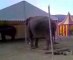 Saba et Dehli, éléphantes du cirque Pinder