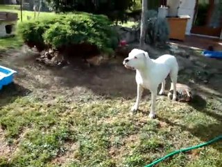 dogue argentin tysen