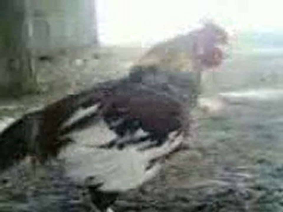 le coq algerien de bonne humeur !