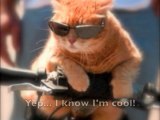 Funny cat photos with captions, laughs, cute kittens, talkin