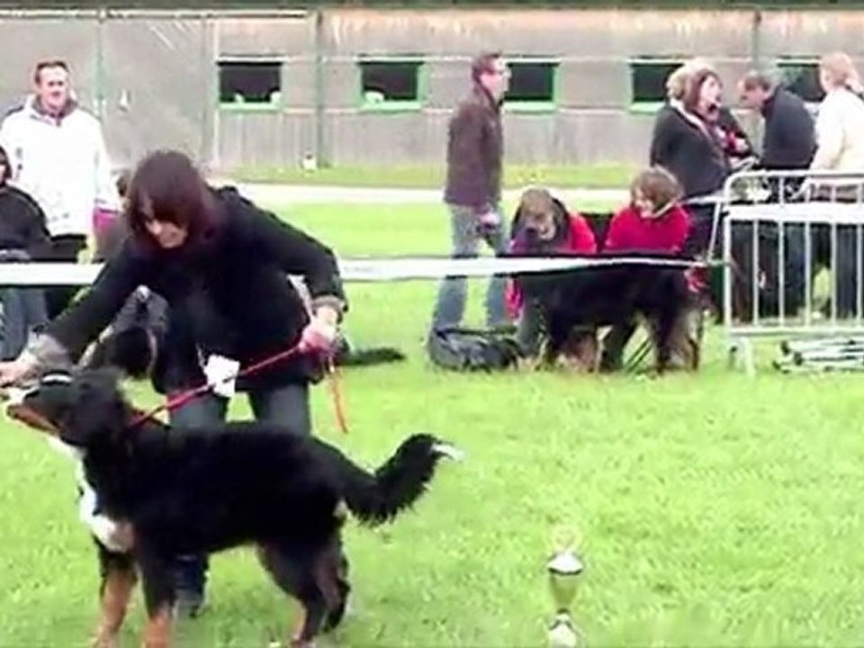 Edge - puppy show - Magnycours 2010