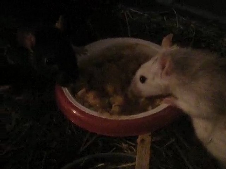 rats 01.05.10 022