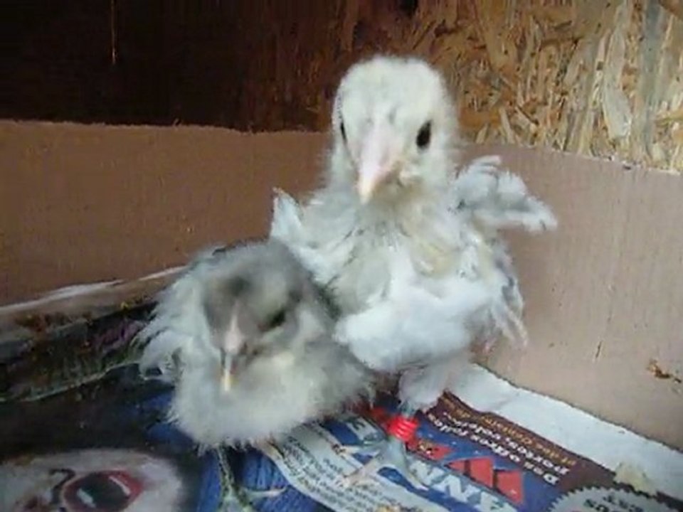 les poulettes vidéo1