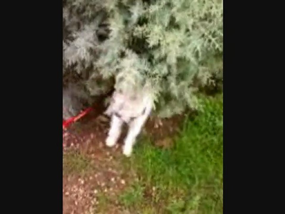 Bebel qui se gratte les fesses