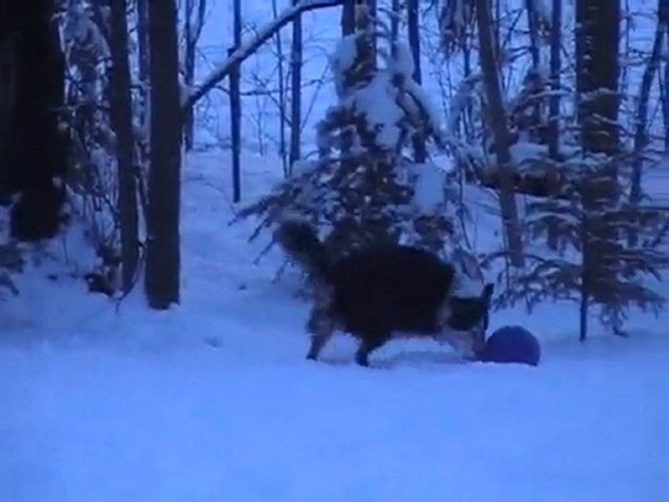 Border collie avec son Ballon