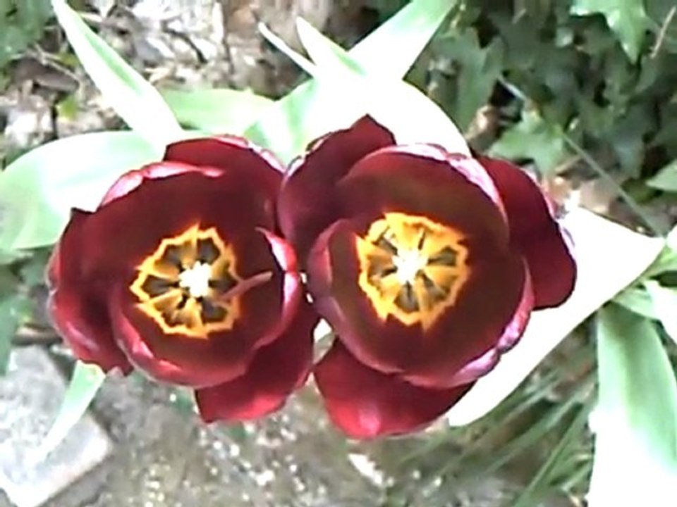 Le printemps des tulipes