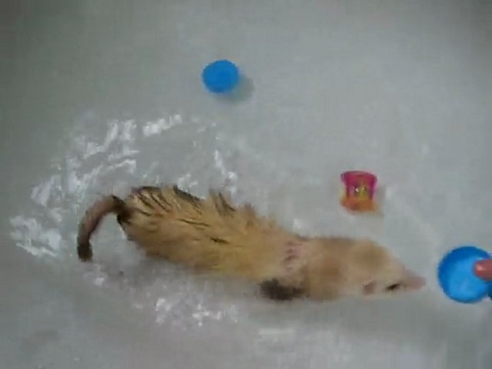 PESTOUILLE qui prend son premier bain