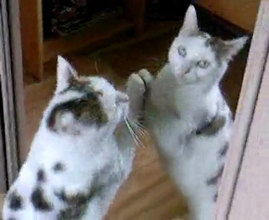 Chat fait le menage