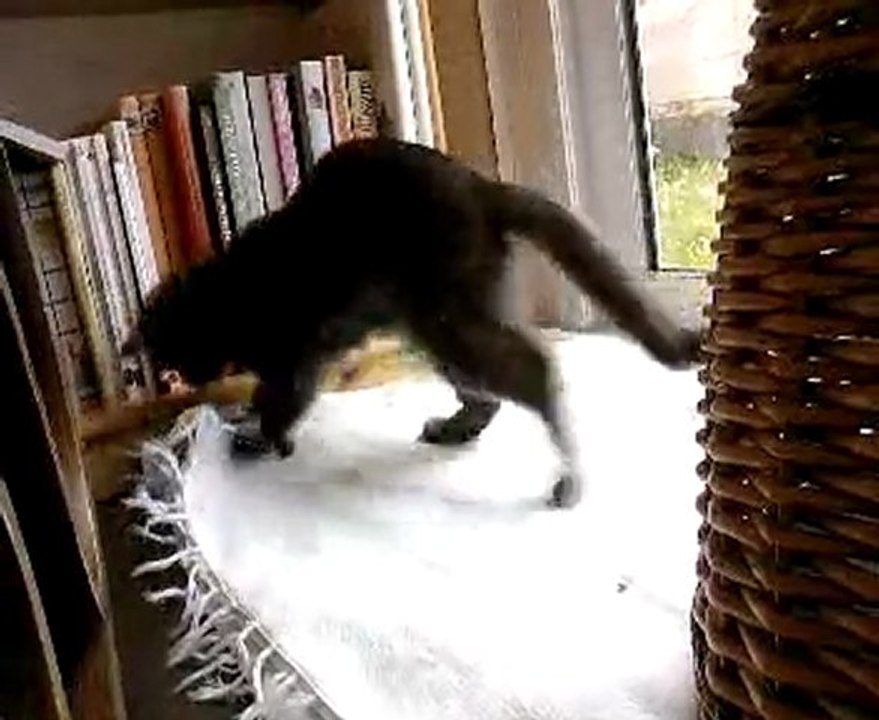 Lulu et sa pomme de pin