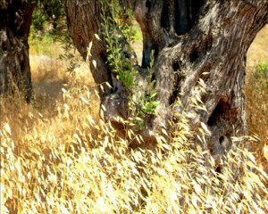 Chios de Mesta à Olympoi.