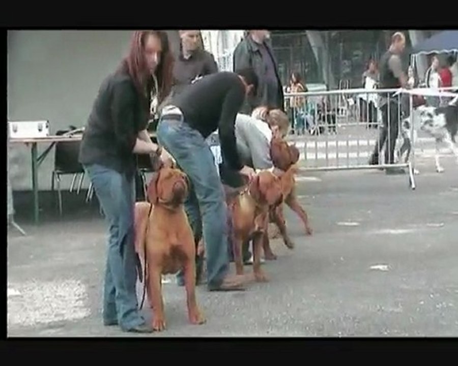 AMIENS 2010 EDITION LIMITEE dogue de Bordeaux 10 mois