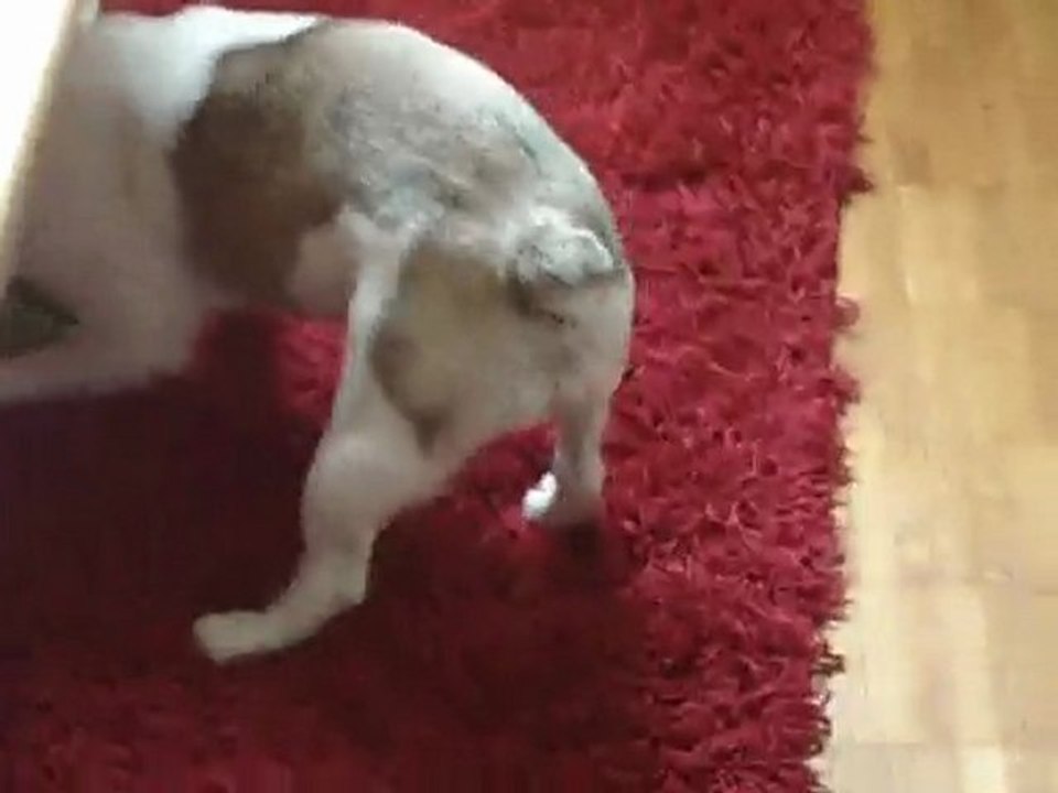 Une petite bouledogue toute fofolle