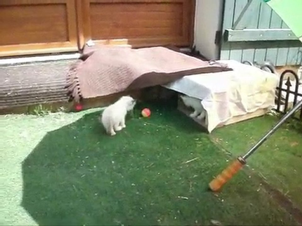 Les bébés Birmans 2010