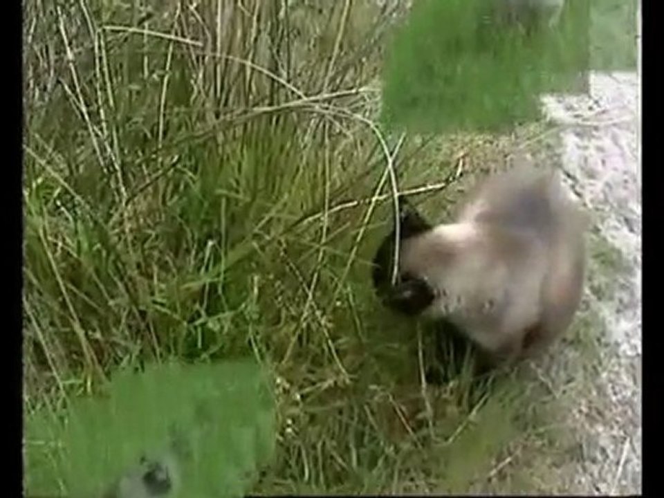 Gabi La Mascota