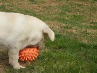 Римский Легион Милана — мой маленький ангел