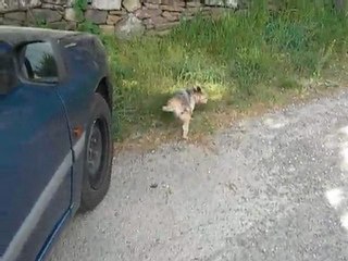 P'titbout part en promenade.....avec sa copine Stessy