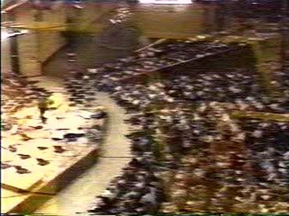 Bobby Mcferrin - Solo