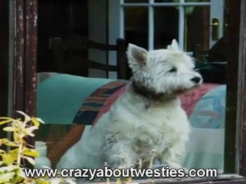 Westies - West Highland terriers at Easter