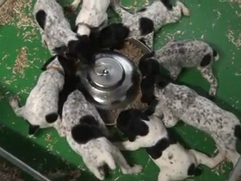 chiots braques d'auvergne