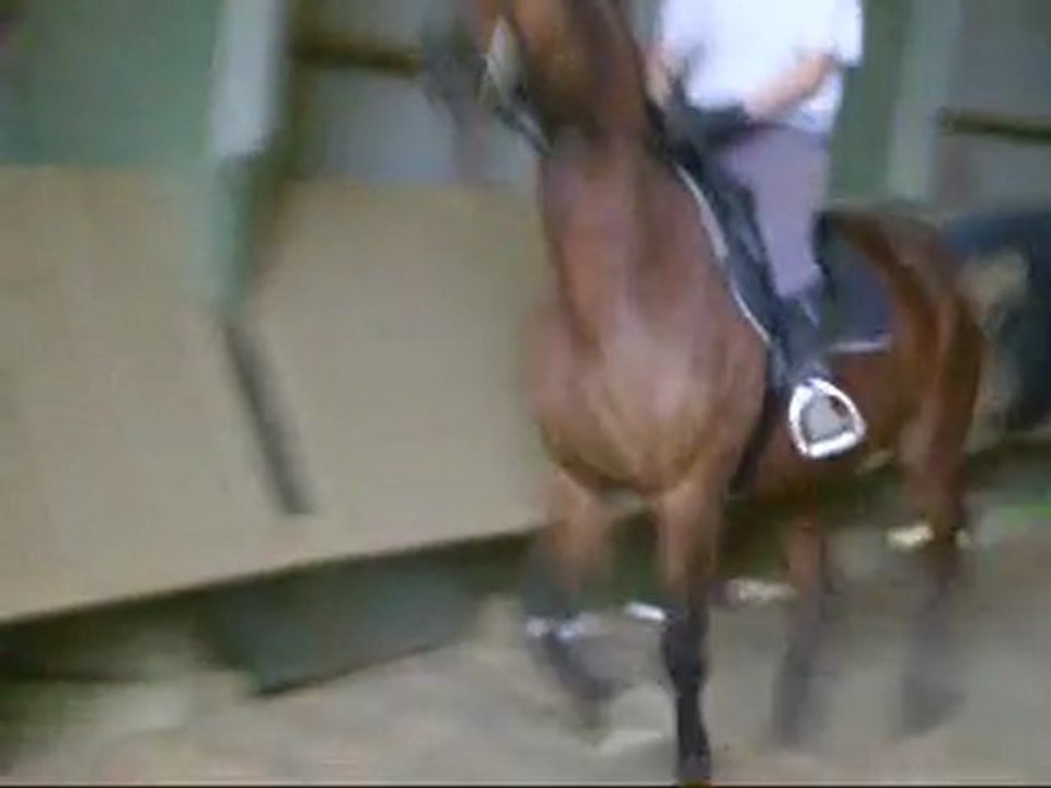 Perlani : galop a droite dans le manege