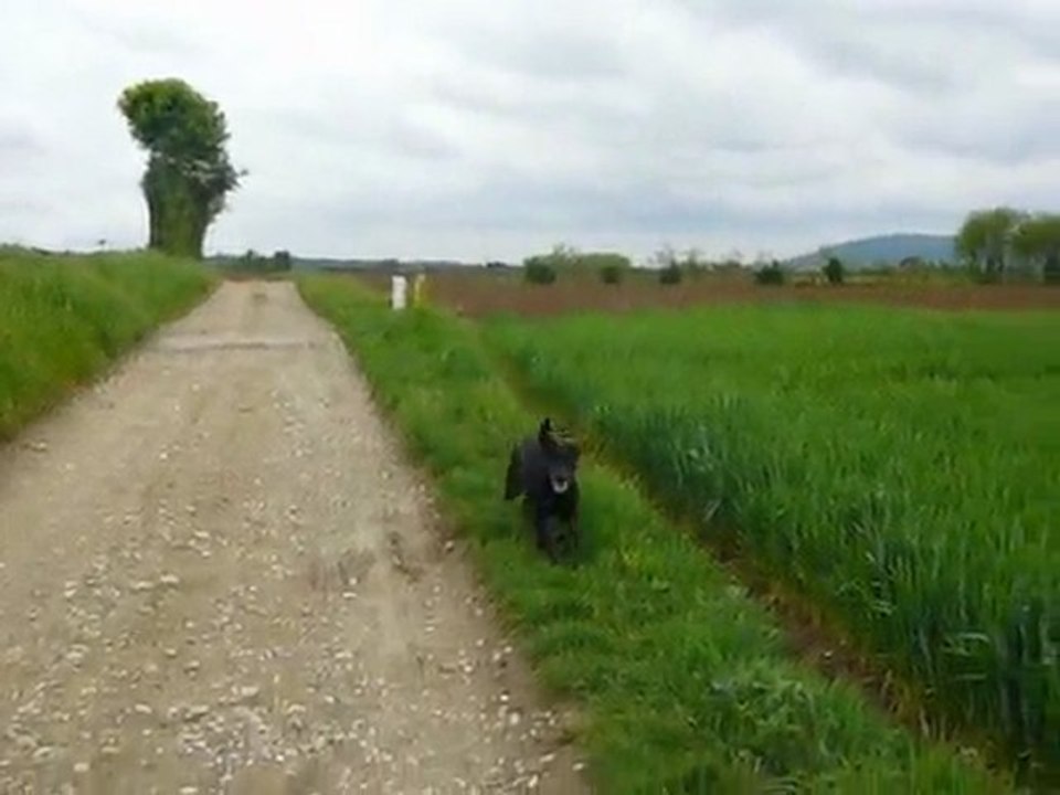 Easy des Fideles complices  6 mois en promenade,