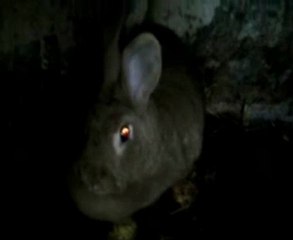 Joyeux Anniversaire Alice