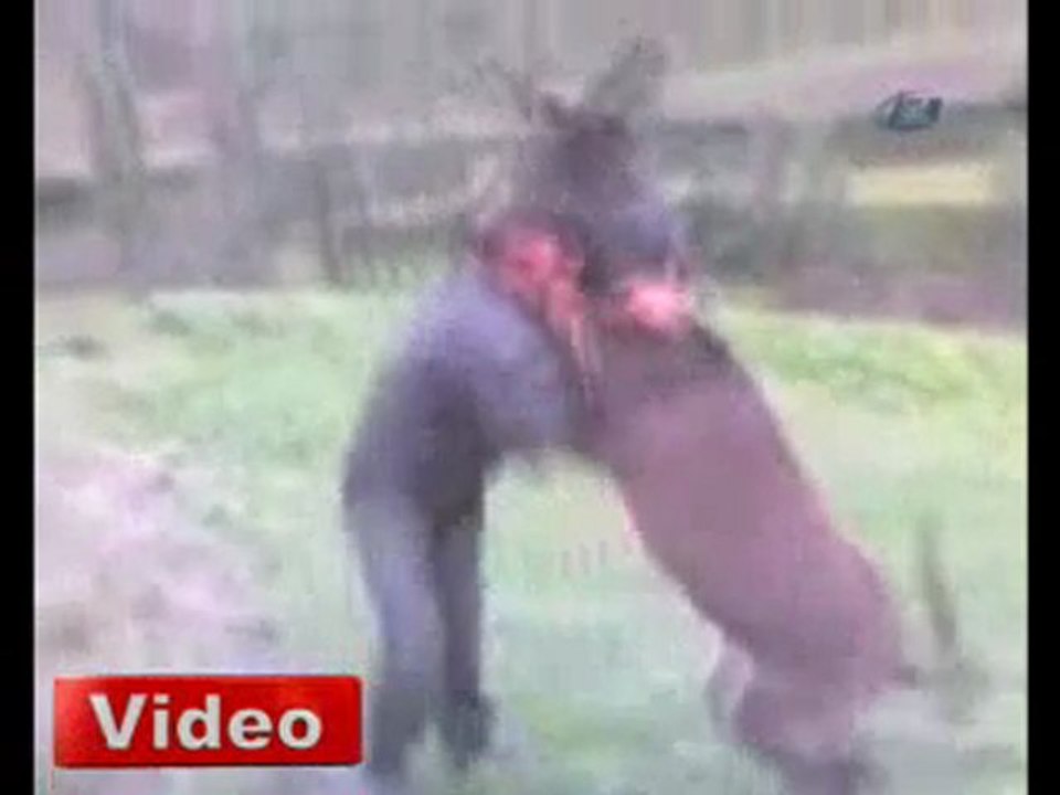 Eşekle Güreş Etti