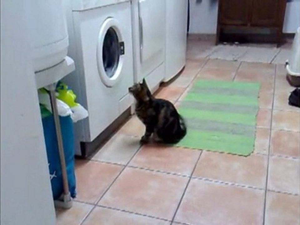 Le chat machine...