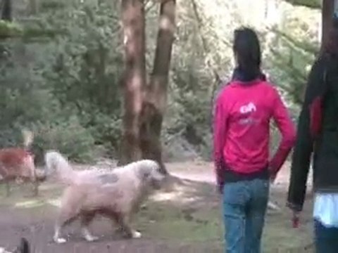 Balade Ton Chien 30 avril 2010