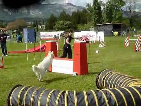 Aster - Jumping Aubagne