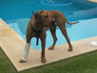 Ridgy functional brace and Lab - Water dogs