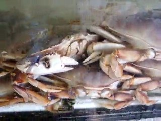 chinatown,downtown los angeles~fresh fish store