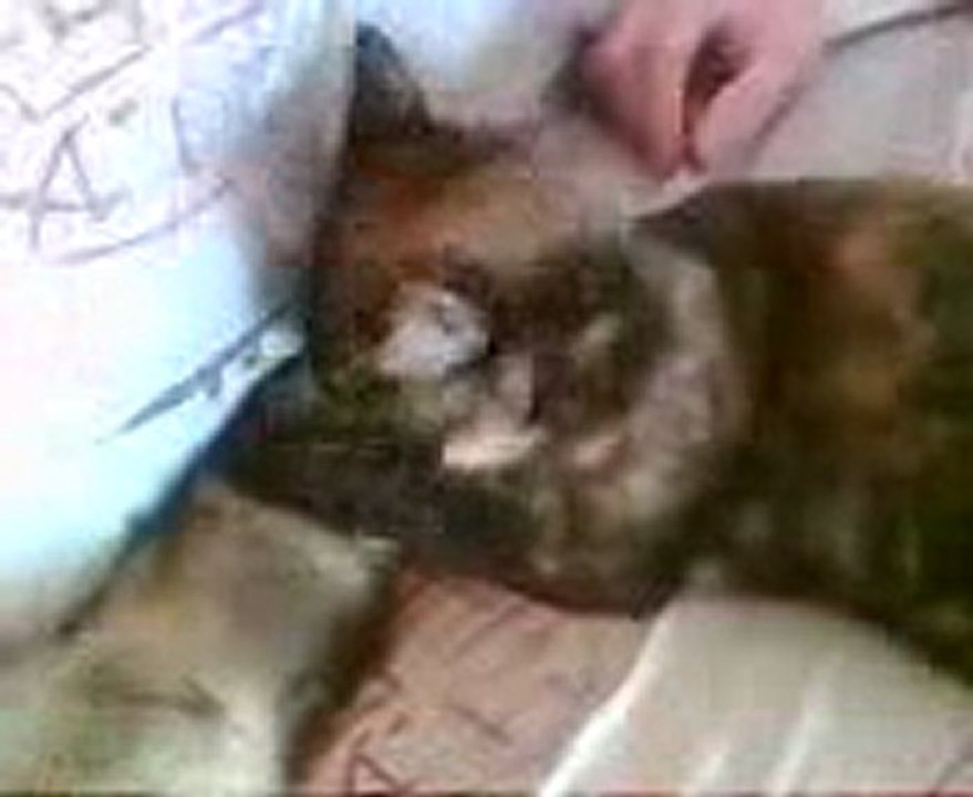 calinou