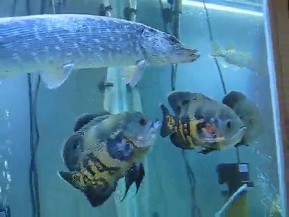 akvaryumda turna,astronot,bişir ,ıstakoz.