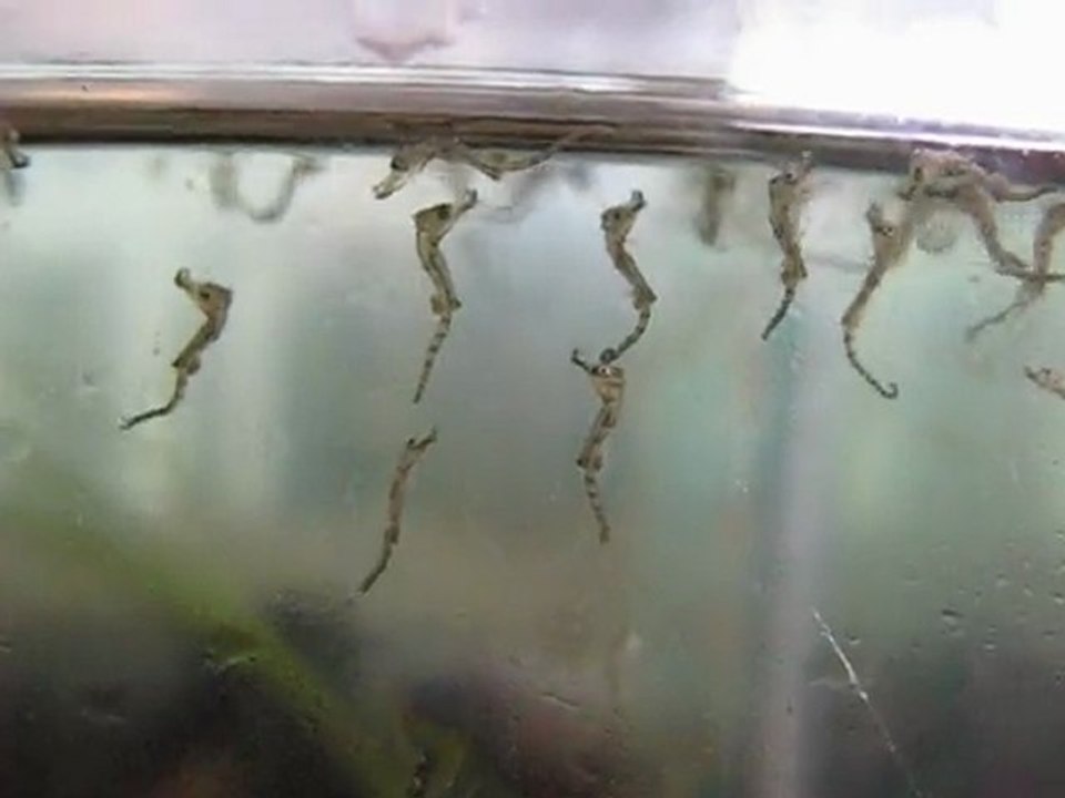 Bébés hippocampes
