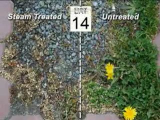 Comparison- To Steam or Not to Steam