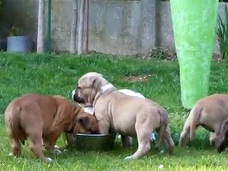 Chiots à 5 semaines, le repas...