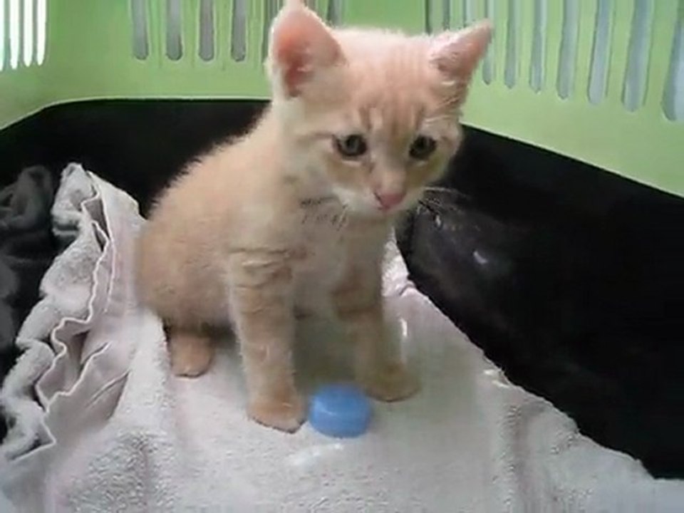 Chaton Yumi qui joue