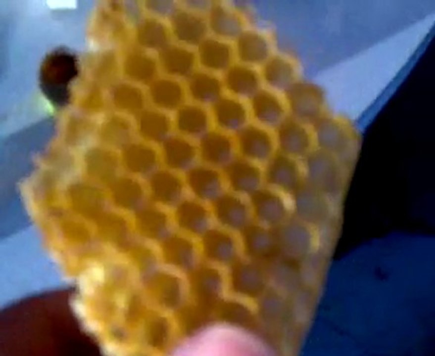 Arıcılık Larva Transferi