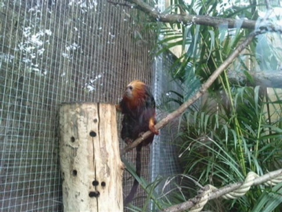 Beauval 1 er mai 2010