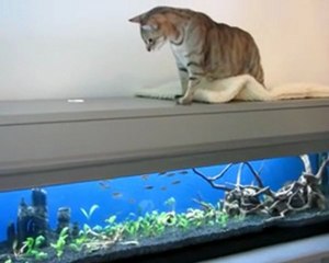 BU KEDİ NEYİN PESİNDE