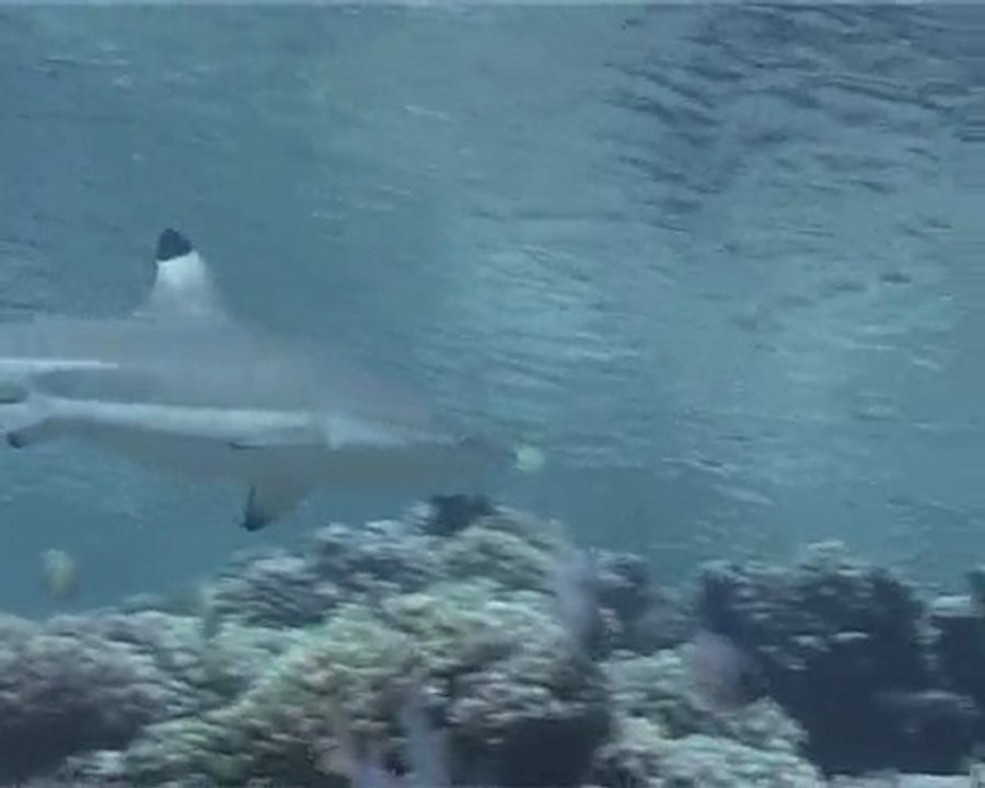 Plongée à Facarava Sud - Le Mur de requin -www.palanquee.com