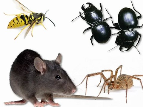 Huntington Beach Pest Control - A-Best Pest & Termite Inc