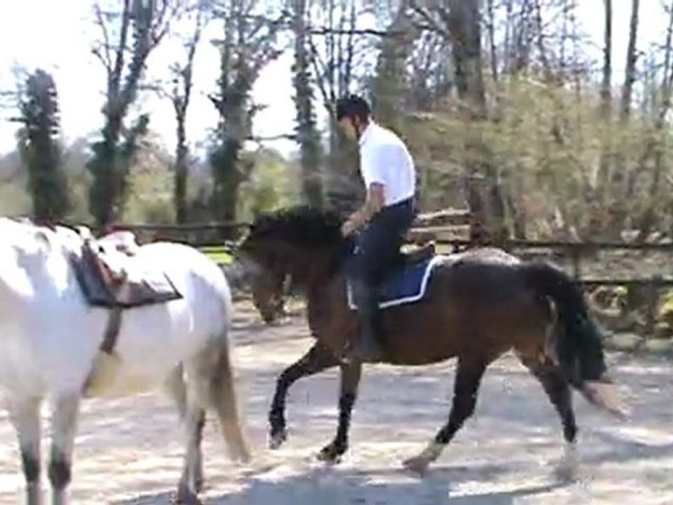 Quixotic oxer