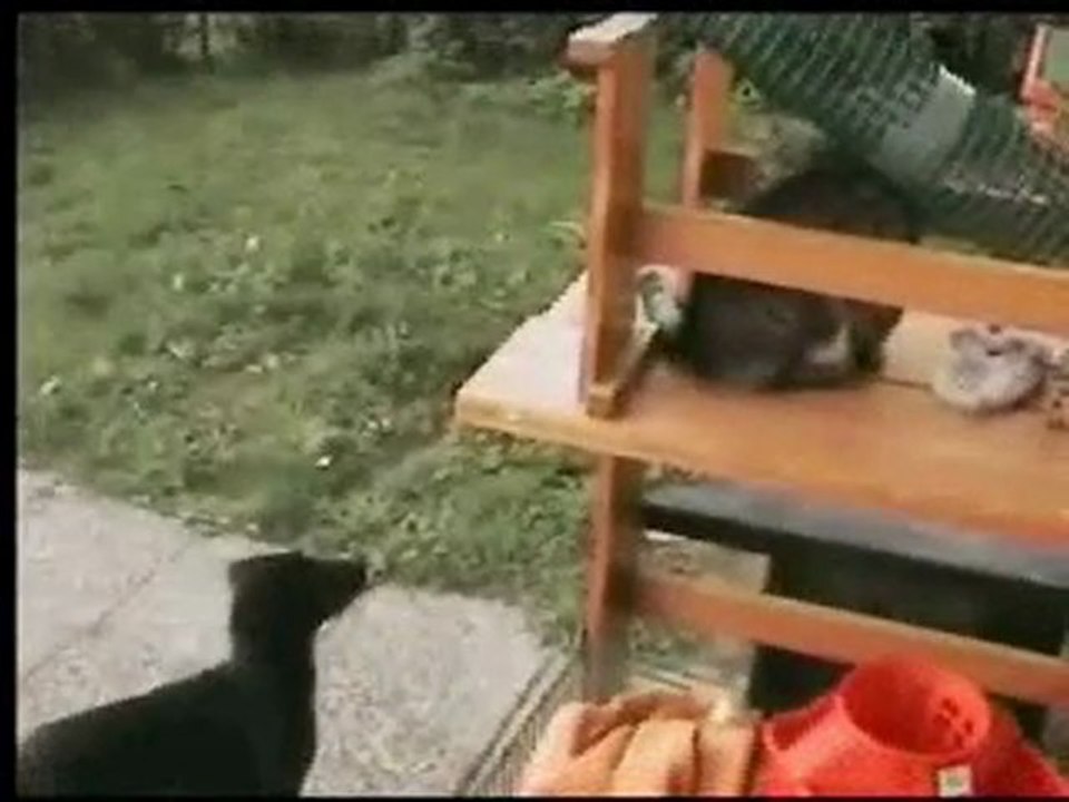 MDR!!!! quel cabri ce zozo!!