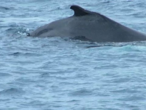 Dauphins et baleines Mai 2010