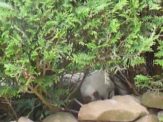 Cache cache dans les tuyas