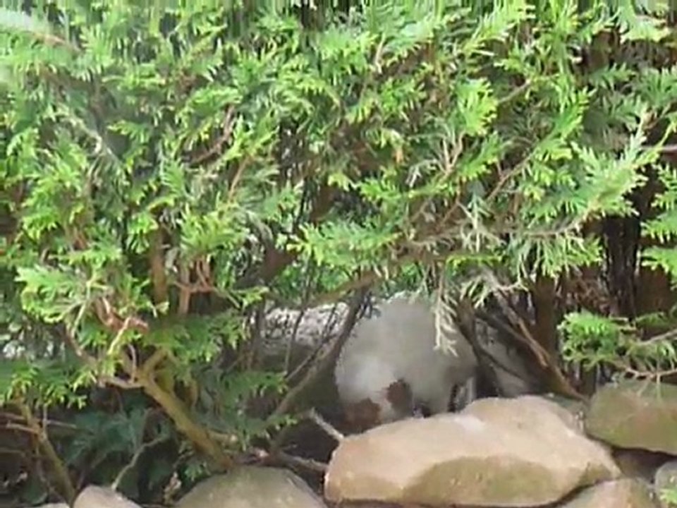 Cache cache dans les tuyas