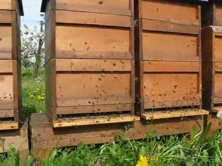 Arıcılık Mehmet Yüksel  Doğru koloni yönetimi.