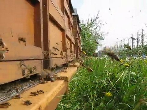 Arıcılık Mehmet Yüksel Karniyol arı 2010